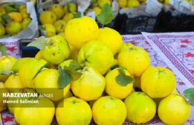 جشنواره بِه باغبادران زمینه ساز ایجاد نشاط اجتماعی است